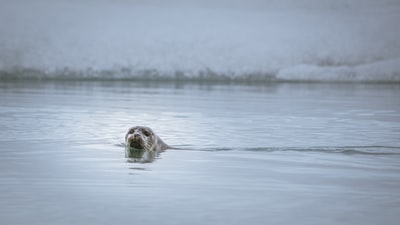 海狮游泳